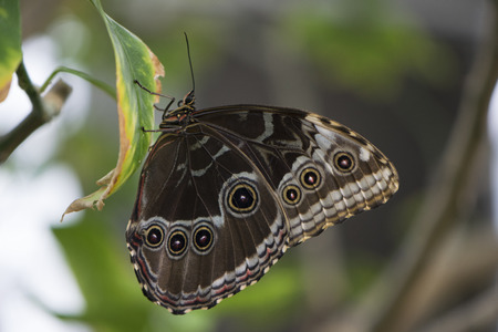 Butterfly 2017-28 / Butterfly hangs on a leaf