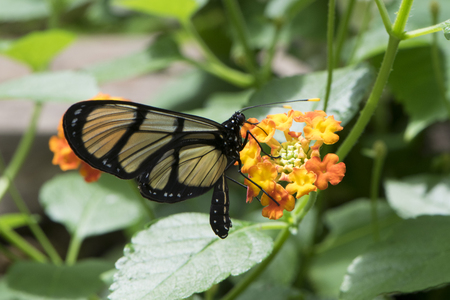 Butterfly 2017-42 / Glasswing on orange flowerの写真素材
