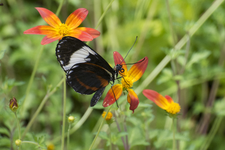 Butterfly 2017-19 / Butterfly among flowers.の写真素材