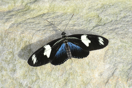 Blue butterfly on a rockの写真素材