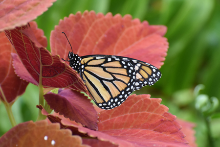 Butterfly 2017-63 / Monarch on red coleusの写真素材
