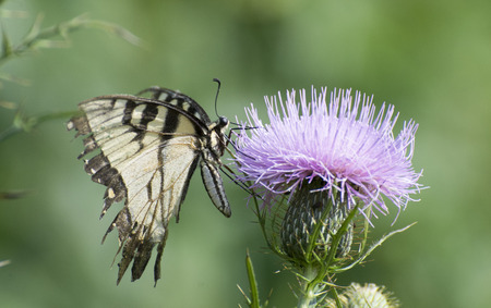 Butterfly 2017-102 / Yellow swallowtail on thistleの写真素材
