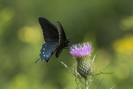 Black Swallowtail on thistle in a meadowの写真素材