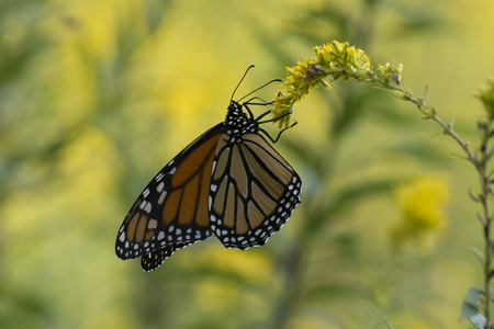 Butterfly 2017-138 / Monarch on goldenrodの写真素材