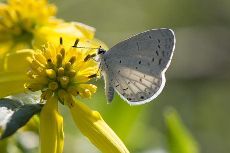 Common white butterfly on flowerの写真素材