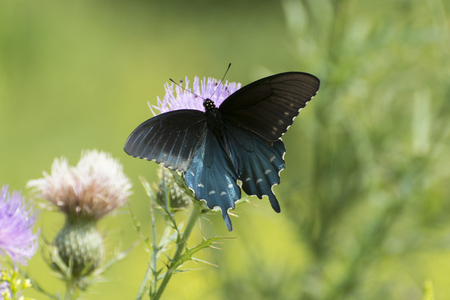 Butterfly Black swallowtail on thistleの写真素材