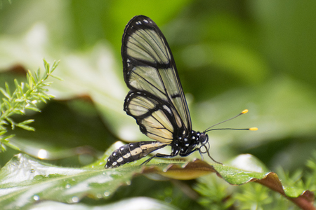 Butterfly 2018-91 / Black glasswing butterfly (Methona confusa)の写真素材