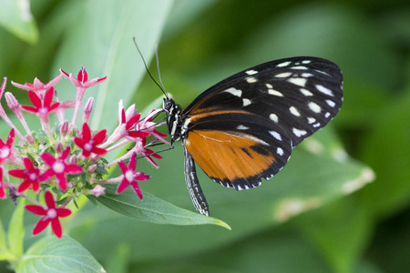 Tiger Longwing (Heliconius Hecale) On flowersの写真素材