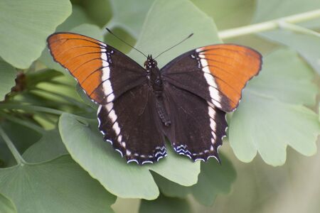 Butterfly 2019-18 / Rusty-tipped Page - Siproeta epaphus