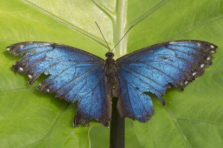 Butterfly 2019-47 / Blue morpho butterfly (Morpho peleides) Ragg