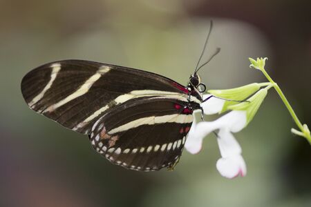 Butterfly 2019-48 / Zebra Longwing (Heliconius charithonia)
