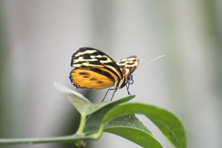 Butterfly 2019-57 / Tiger Longwing (Heliconius Hecale)