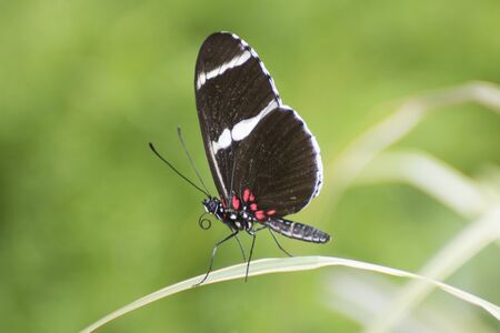 Butterfly 2019-58 / Sara Longwing (Heliconius sara)
