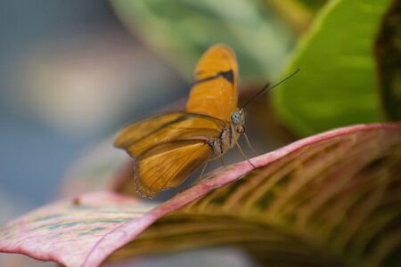 Butterfly 2019-82 / Julia butterfly (Dryas iulia)の写真素材