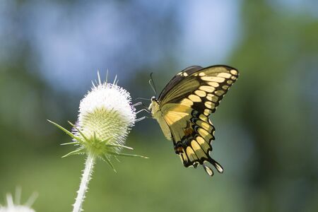 Butterfly 2019-129 / Giant Swallowtail (Papilio cresphontes)の写真素材