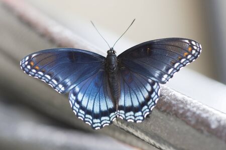Butterfly 2019-169 / Red-spotted Purple Admiral (Limenitis arthemis)の写真素材