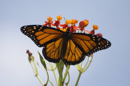 Butterfly 2019-174 / Monarch butterfly (Danaus plexippus)  On Milkweed
