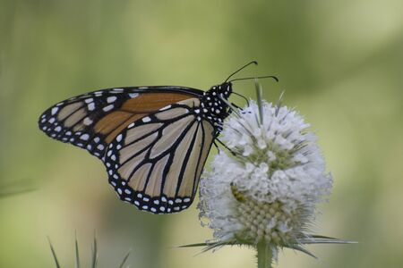 Butterfly 2019-183 / Zebra Longwing (Heliconius charithonia)の写真素材