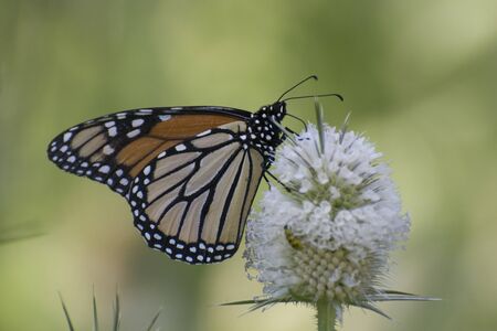 Butterfly 2019-183 / Zebra Longwing (Heliconius charithonia)の素材 [FY310138265598]