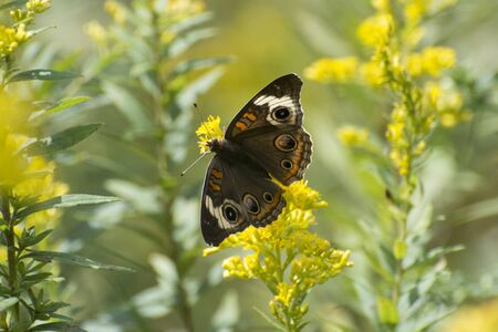 Butterfly 2019-190 / Buckeye Butterfly (Junonia coenia)の写真素材
