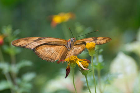 Butterfly 2019-206 / Julia butterfly (Dryas iulia)の写真素材