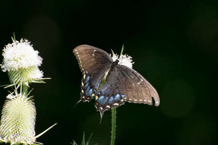 Butterfly 2019-220 / Black Swallowtail (Papilio polyxenes)