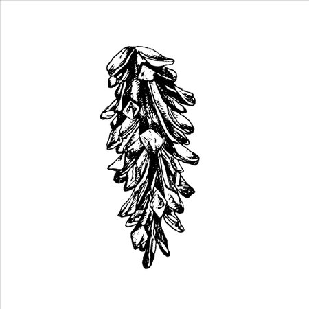 hand drawn cone illustration, forest elements, Tatoo design, hand drawn cone, needles illustrationのイラスト素材
