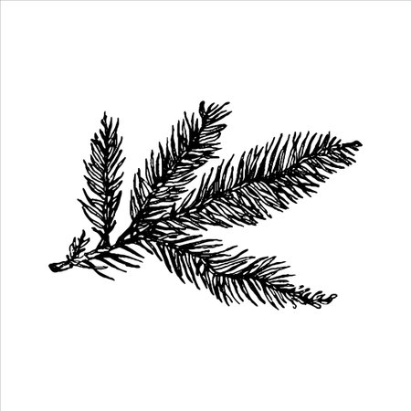 hand drawn cone illustration, forest elements, Tatoo design, hand drawn cone, needles illustrationのイラスト素材