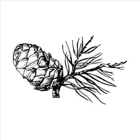 hand drawn cone illustration, forest elements, Tatoo design, hand drawn cone, needles illustrationのイラスト素材