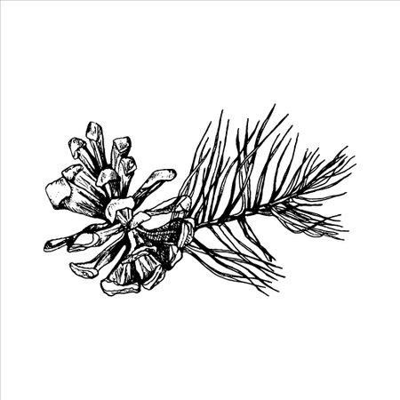 hand drawn cone illustration, forest elements, Tatoo design, hand drawn cone, needles illustrationのイラスト素材