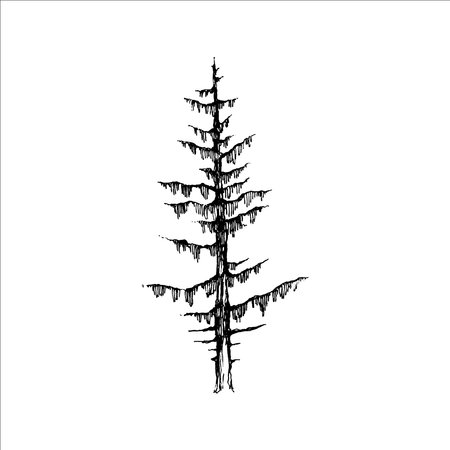 Hand drawn tree illustration, Pine tree, Forest drawing, graphic illustration, forest design elements, nature designのイラスト素材