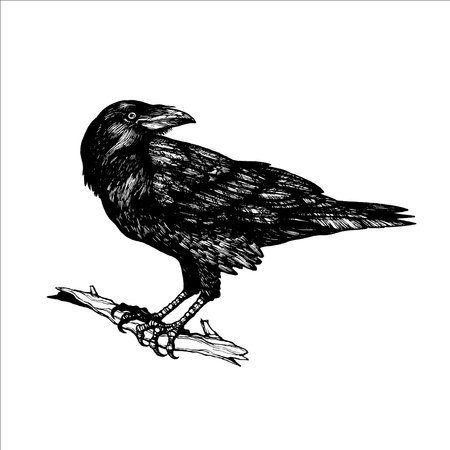 Hand drawn crow illustration, black bird drawing, bird design, beautiful illustration, animal, nature, tattoo designのイラスト素材