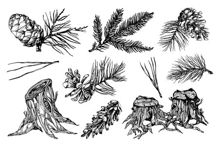 hand drawn cone illustration, forest elements, Tatoo design, hand drawn cone, needles illustration, forest pack, stumpのイラスト素材