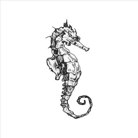 Handdrawn seahorse illustration, sea animal, sea, ocean, fish, sushi, drawingのイラスト素材