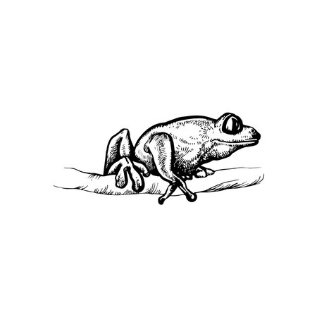 handdrawn frog illustration, frog drawing, toad, animal, swampのイラスト素材