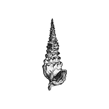 Handdrawn shell illustration, Shell drawing, sea element, ocean, water, seashellのイラスト素材