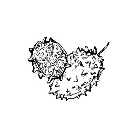 Tropical fruit illustration, fruit drawing, jungle, tropical, island, tattooのイラスト素材