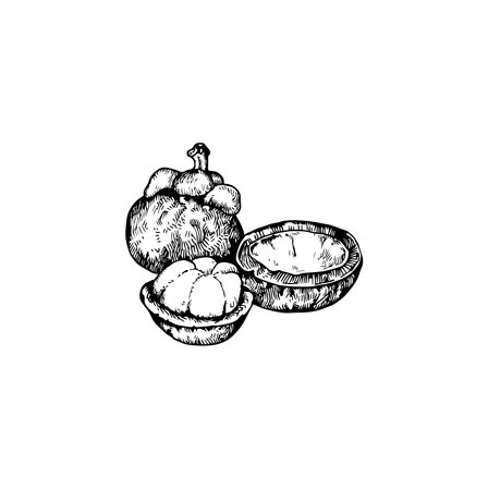 Tropical fruit illustration, fruit drawing, jungle, tropical, island, tattooのイラスト素材