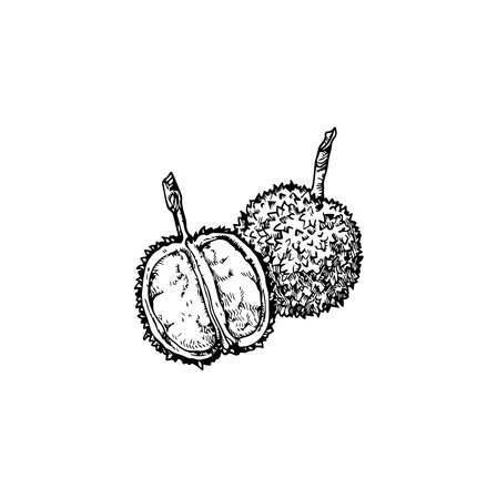 Tropical fruit illustration, fruit drawing, jungle, tropical, island, tattooのイラスト素材