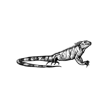handdrawn lizard illustration, lizard drawing, iguan apicture, jungle, tropical, wild animalのイラスト素材