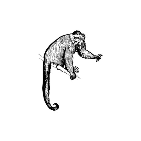 Handdrawn monkey illustration, Monkey drawing, Tropical animal, chimpanzee elementのイラスト素材