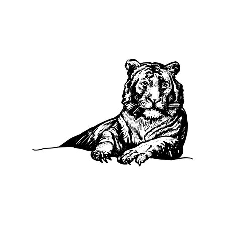 handdrawn tiger illustration, tiger drawing, wild animal, africa animal, wild cat, tiger tattooのイラスト素材