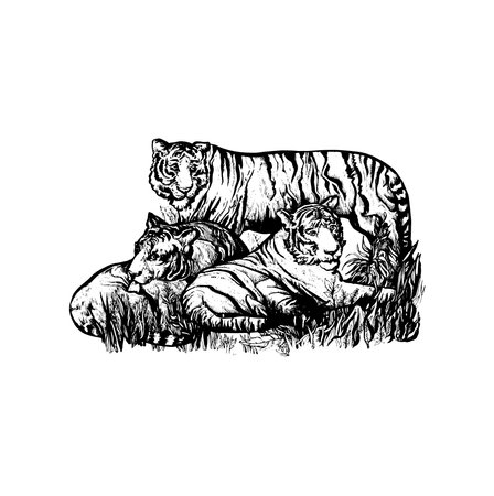handdrawn tiger illustration, tiger drawing, wild animal, africa animal, wild cat, tiger tattooのイラスト素材