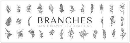 Vector handdrawn branches, Branches drawing setの写真素材