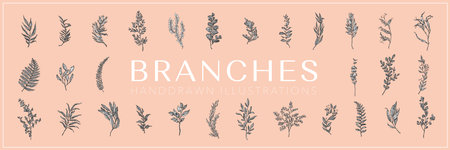 Vector handdrawn branches, Branches drawing setの写真素材