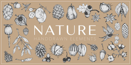 Handdrawn nature elements, Botanical drawingsのイラスト素材