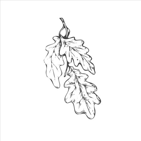 handdrawn leaf illustration, leaf drawingのイラスト素材