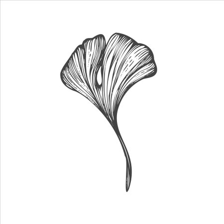 handdrawn leaf illustration, leaf drawingのイラスト素材