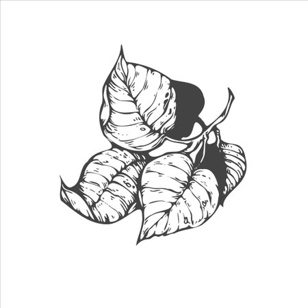 handdrawn leaf illustration, leaf drawingのイラスト素材