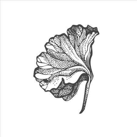 handdrawn leaf illustration, leaf drawingのイラスト素材